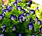 20000529-29-Flowers.jpg