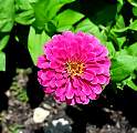 20000529-31-Flowers.jpg
