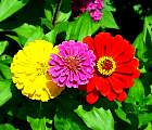 20000529-33-Flowers.jpg