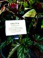 20000529-61-Begonia.jpg