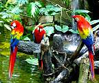 20000529-64-MoreBirds.jpg